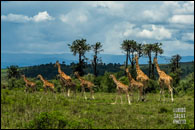 Safari Rally Kenya 2026