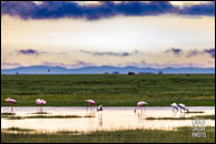 Safari Rally Kenya 2026