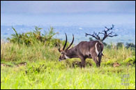 Safari Rally Kenya 2026