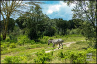 Safari Rally Kenya 2026