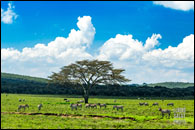 Safari Rally Kenya 2026